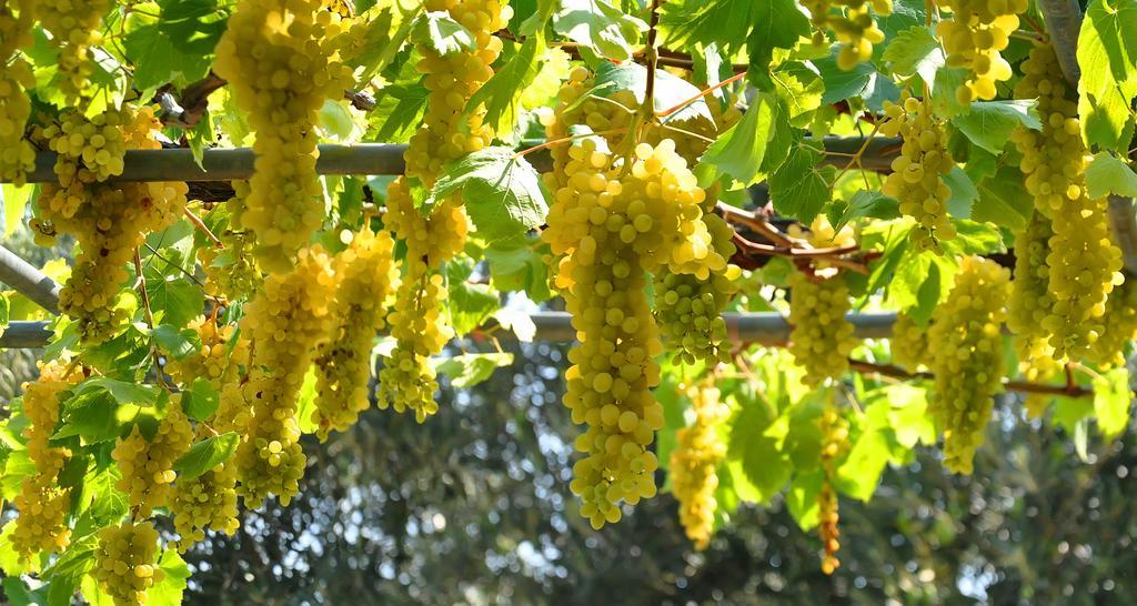 Aris Pension Aya Paraskevi Dış mekan fotoğraf