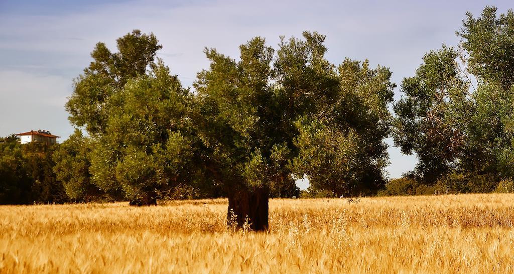 Aris Pension Aya Paraskevi Dış mekan fotoğraf